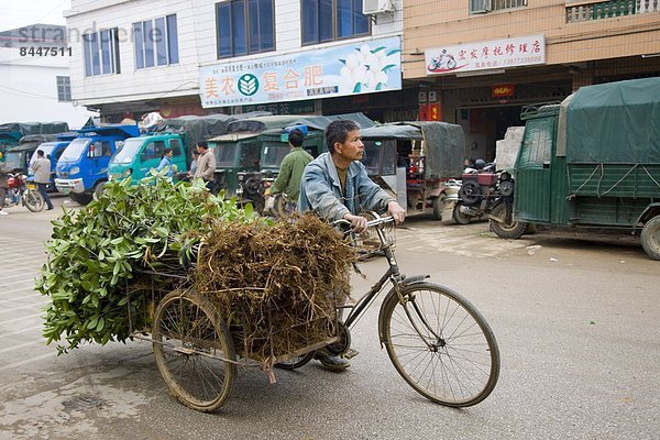 Mann  Tag  Tradition  Transport  Baum  jung  China  anpflanzen  Dreirad