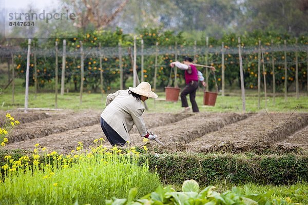 nahe Frau Baum arbeiten Plantage China Guilin