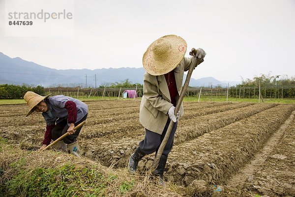 nahe Frau Baum arbeiten Plantage China Guilin