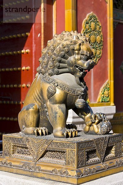 Löwe  Panthera leo  unterhalb  Großstadt  Statue  verboten  Tatze  Peking  Hauptstadt  China  junges Raubtier  junge Raubtiere  vergoldet