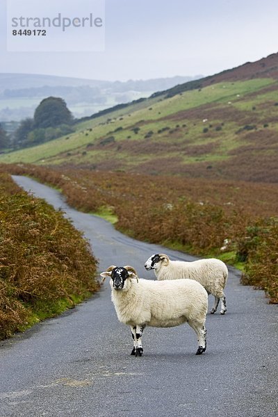 Landstraße  Großbritannien  Schaf  Ovis aries  Devon