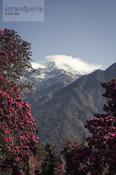 blühen  Baum  Rahmen  Himalaya  Asien  Nepal  Rhododendron