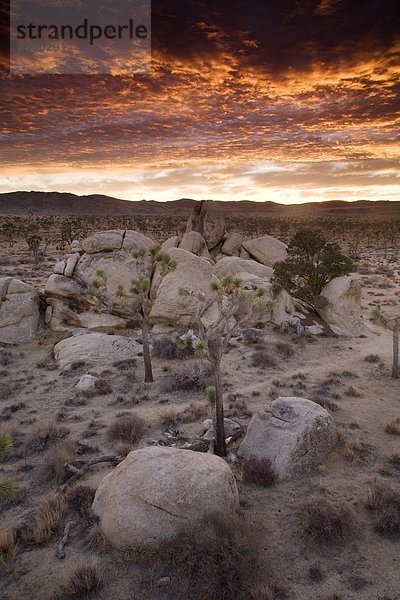 Vereinigte Staaten von Amerika  USA  Landschaft  Nordamerika  Joshua Tree Nationalpark  Kalifornien