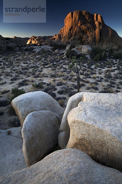 Vereinigte Staaten von Amerika  USA  Landschaft  Nordamerika  Joshua Tree Nationalpark  Kalifornien