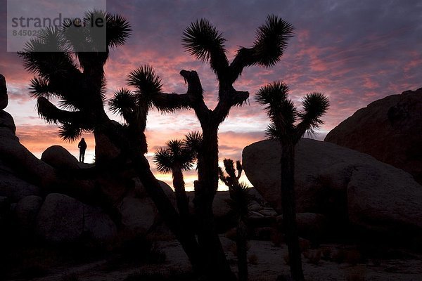 Vereinigte Staaten von Amerika  USA  Nordamerika  Joshua Tree Nationalpark  Kalifornien