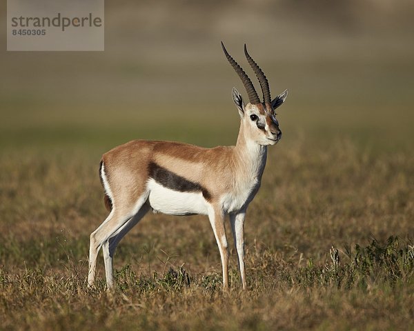 Ostafrika  Afrika  Ngorongoro Crater  Tansania