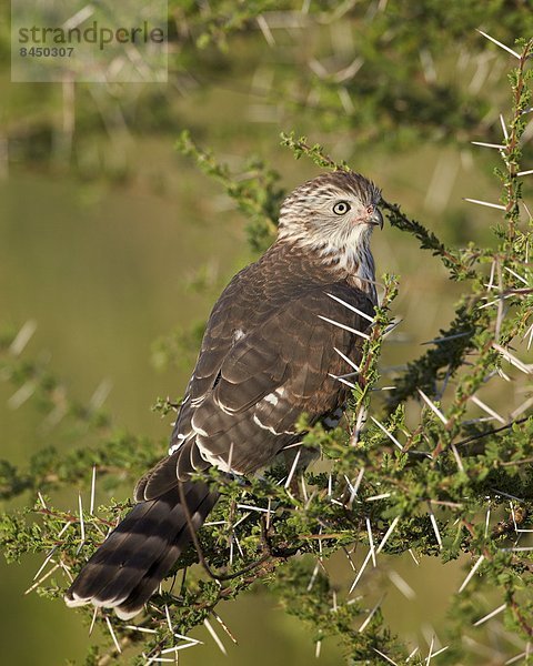 Ostafrika  Serengeti Nationalpark  Afrika  Tansania