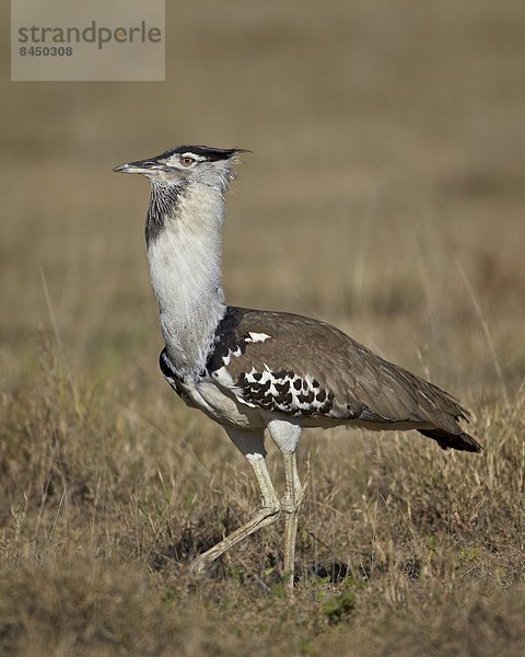 Ostafrika  zeigen  Trappe  Afrika  Ngorongoro Crater  Tansania