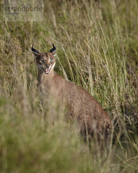 Ostafrika  Wüstenluchs  Felis caracal  Beruf  Serengeti Nationalpark  Afrika  junges Raubtier  junge Raubtiere  Tansania