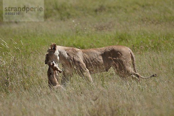 Ostafrika  Raubkatze  tragen  Serengeti Nationalpark  Afrika  Baby  Löwe - Sternzeichen  Löwin  Tansania