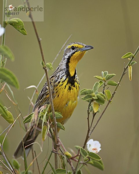 Ostafrika  Serengeti Nationalpark  Afrika  Tansania