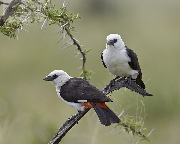 Ostafrika  Serengeti Nationalpark  Afrika  Tansania