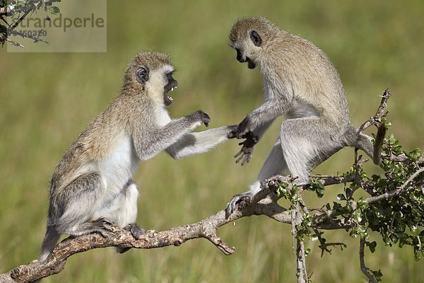 Ostafrika  Spiel  2  Affe  Serengeti Nationalpark  Afrika  Tansania