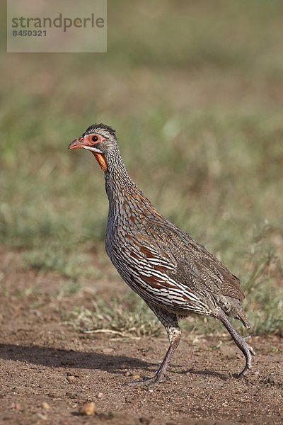 Ostafrika grau Serengeti Nationalpark Afrika Tansania