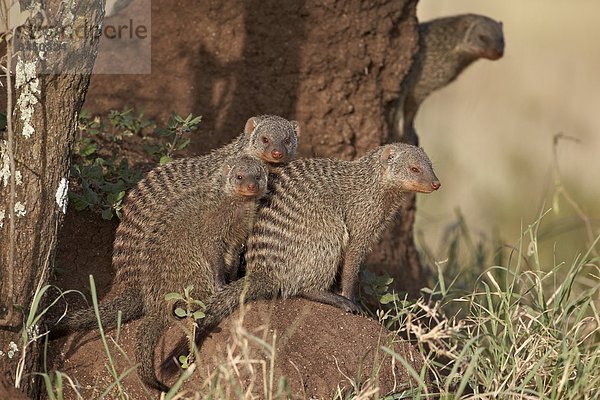 Ostafrika  Serengeti Nationalpark  Afrika  Tansania