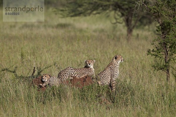 Ostafrika  Serengeti Nationalpark  Afrika  Tansania