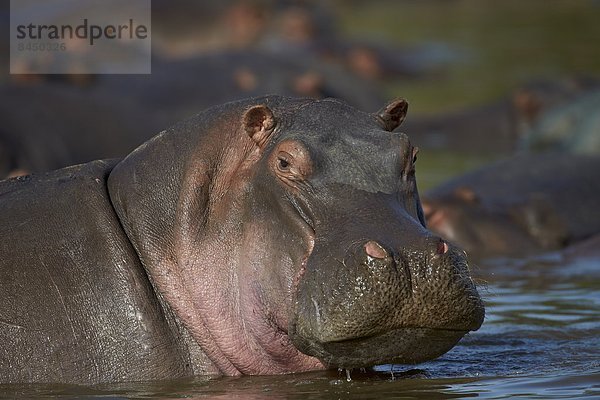 Ostafrika  Serengeti Nationalpark  Afrika  Tansania