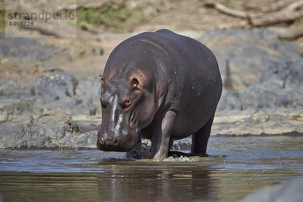 Ostafrika  Serengeti Nationalpark  Afrika  Tansania