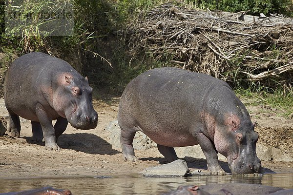 Ostafrika  Wasser  Flusspferd  Hippopotamus amphibius  2  Rückkehr  Serengeti Nationalpark  Afrika  Tansania