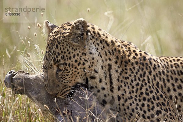 Ostafrika  Warzenschwein  Phacochoerus aethiopicus  Raubkatze  Leopard  Panthera pardus  tragen  Serengeti Nationalpark  Afrika  Tansania