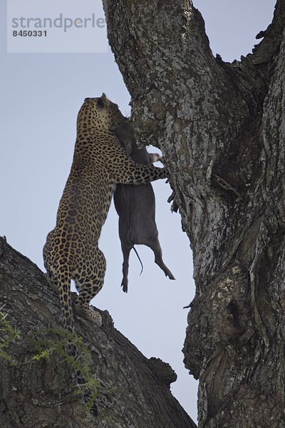 Ostafrika  Warzenschwein  Phacochoerus aethiopicus  Raubkatze  Leopard  Panthera pardus  tragen  Serengeti Nationalpark  Afrika  Tansania