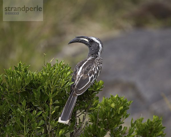 Ostafrika grau Serengeti Nationalpark Afrika Nashornvogel Tansania