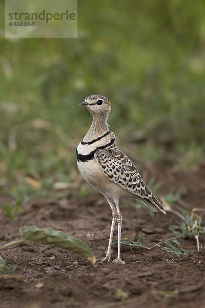 Ostafrika  2  Serengeti Nationalpark  Afrika  Tansania