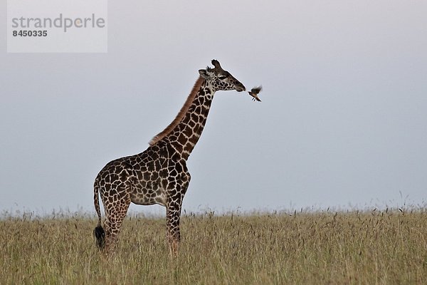 Ostafrika  Madenhacker  Buphagus  Giraffe  Giraffa camelopardalis  gelb  Rechnung  Serengeti Nationalpark  Afrika  Masai  Tansania