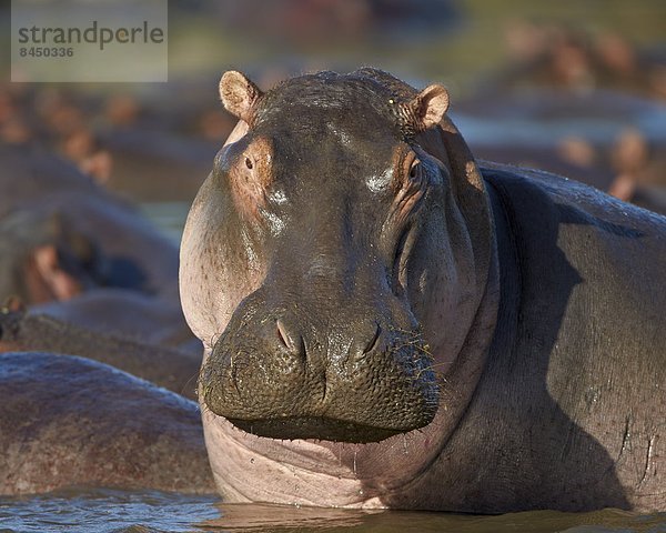 Ostafrika  Serengeti Nationalpark  Afrika  Tansania