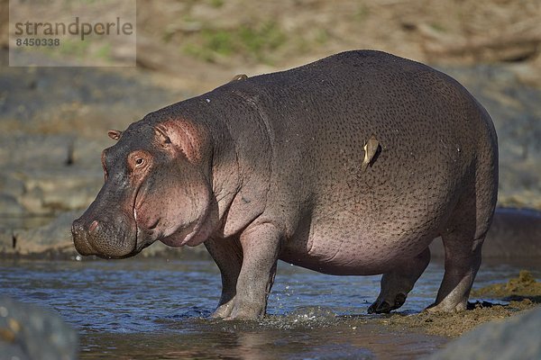 Ostafrika  Wasser  Flusspferd  Hippopotamus amphibius  seicht  Serengeti Nationalpark  Afrika  Tansania