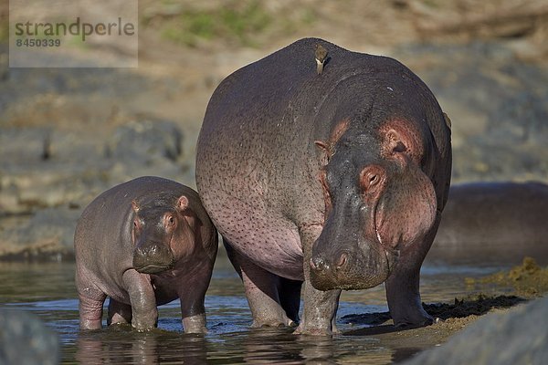 Ostafrika  Flusspferd  Hippopotamus amphibius  Serengeti Nationalpark  Mutter - Mensch  Afrika  Kalb  Tansania