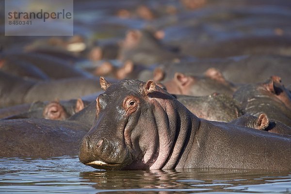 Ostafrika  Serengeti Nationalpark  Afrika  Tansania