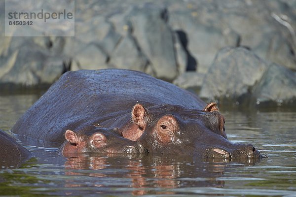 Ostafrika  Flusspferd  Hippopotamus amphibius  Serengeti Nationalpark  Mutter - Mensch  Afrika  Kalb  Tansania