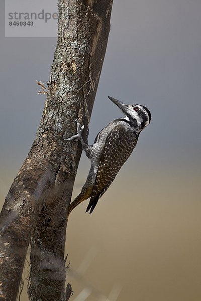 Ostafrika  Serengeti Nationalpark  Afrika  Tansania