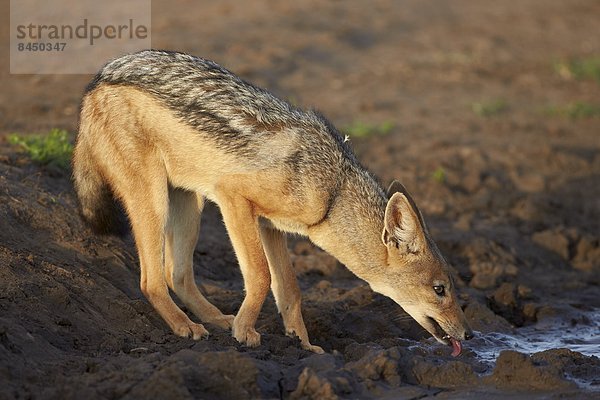 Ostafrika  schwarz  trinken  Silber  Rückansicht  Serengeti Nationalpark  Afrika  Schakal  Tansania