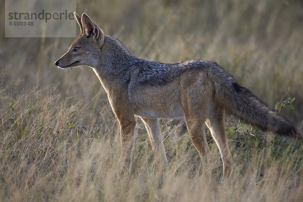 Ostafrika  schwarz  Silber  Rückansicht  Serengeti Nationalpark  Afrika  Schakal  Tansania