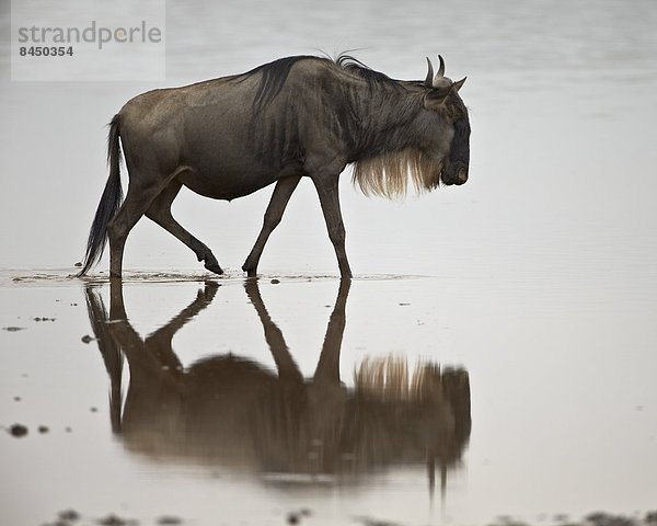 Ostafrika  Wasser  blau  Gnu  Serengeti Nationalpark  Afrika  Tansania