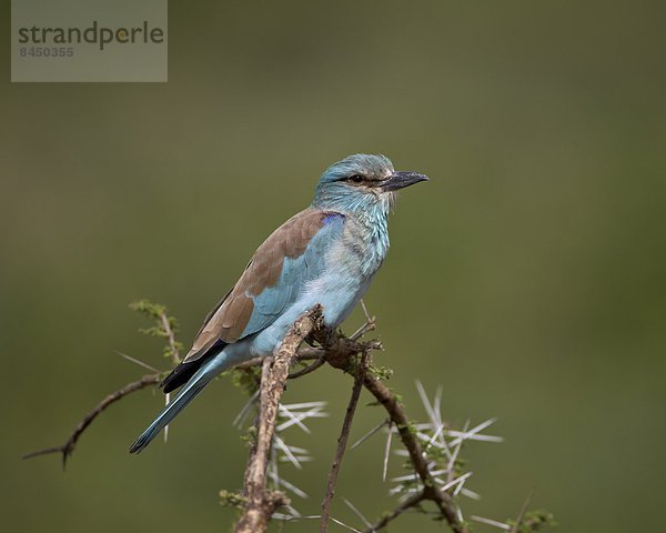 Ostafrika  Serengeti Nationalpark  Afrika  Tansania