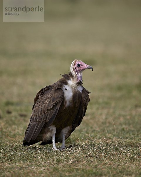 Ostafrika  Serengeti Nationalpark  Afrika  Tansania