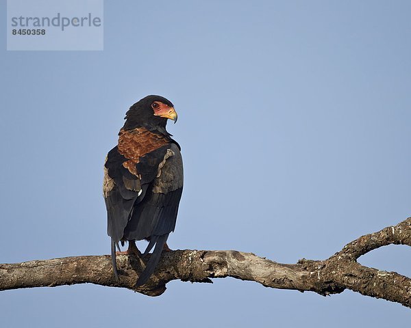 Ostafrika  Serengeti Nationalpark  Afrika  Tansania