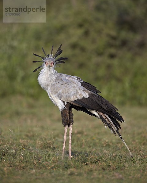 Ostafrika  Serengeti Nationalpark  Afrika  Tansania