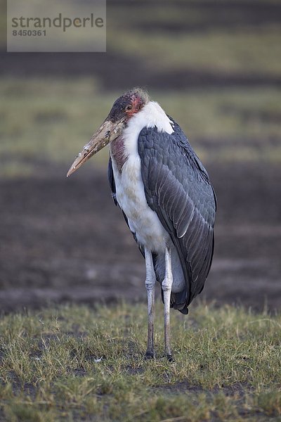 Ostafrika  Serengeti Nationalpark  Afrika  Tansania