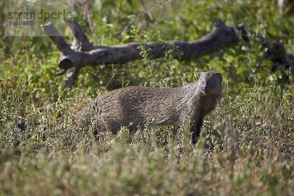 Ostafrika  Wasser  Sumpf  Serengeti Nationalpark  Afrika  Mungo  Tansania