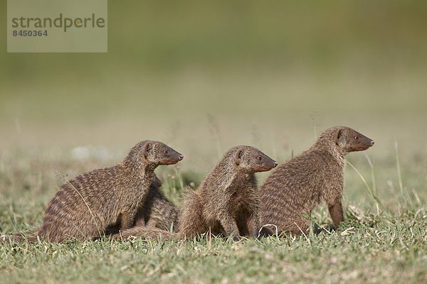 Ostafrika  Serengeti Nationalpark  Afrika  Tansania