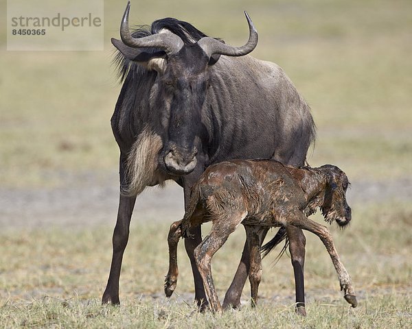 Ostafrika  stehend  Zeit  blau  Geburt  Gnu  Serengeti Nationalpark  Afrika  Tansania