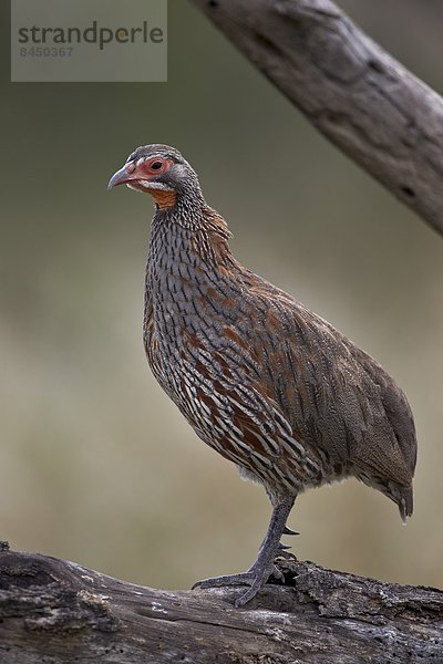 Ostafrika grau Serengeti Nationalpark Afrika Tansania