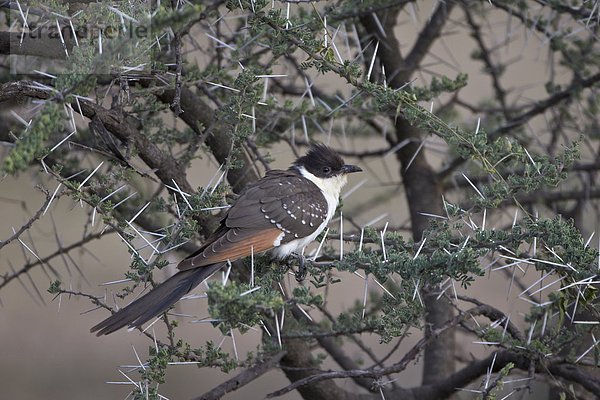 Ostafrika  Kleinkindalter  Kleinkind  Punkt  groß  großes  großer  große  großen  Serengeti Nationalpark  Afrika  Kuckuck  Tansania