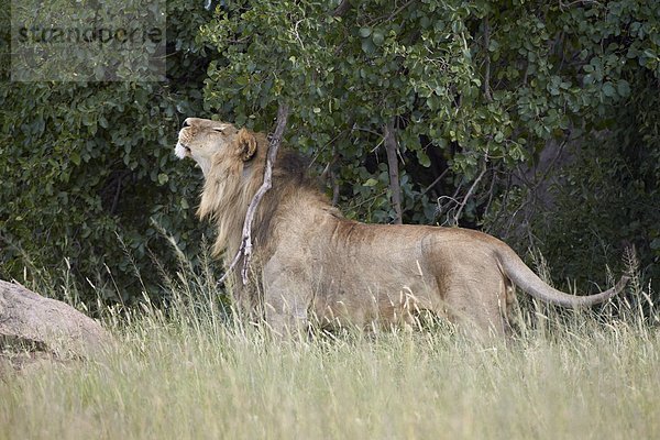 Ostafrika  Raubkatze  Löwe  Panthera leo  Markierung  Geographie  Serengeti Nationalpark  Afrika  Löwe - Sternzeichen  kratzen  Tansania