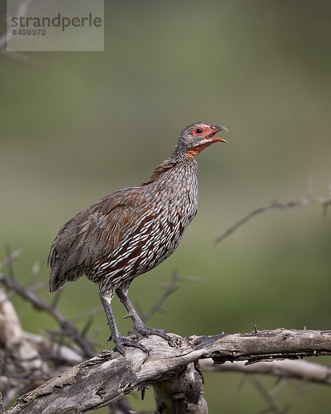 Ostafrika grau Serengeti Nationalpark Afrika Tansania