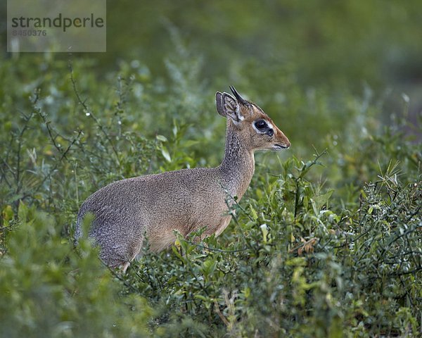 Ostafrika  Serengeti Nationalpark  Afrika  Tansania